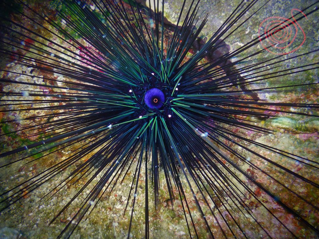 Sea Urchins, Diadema_Setosum