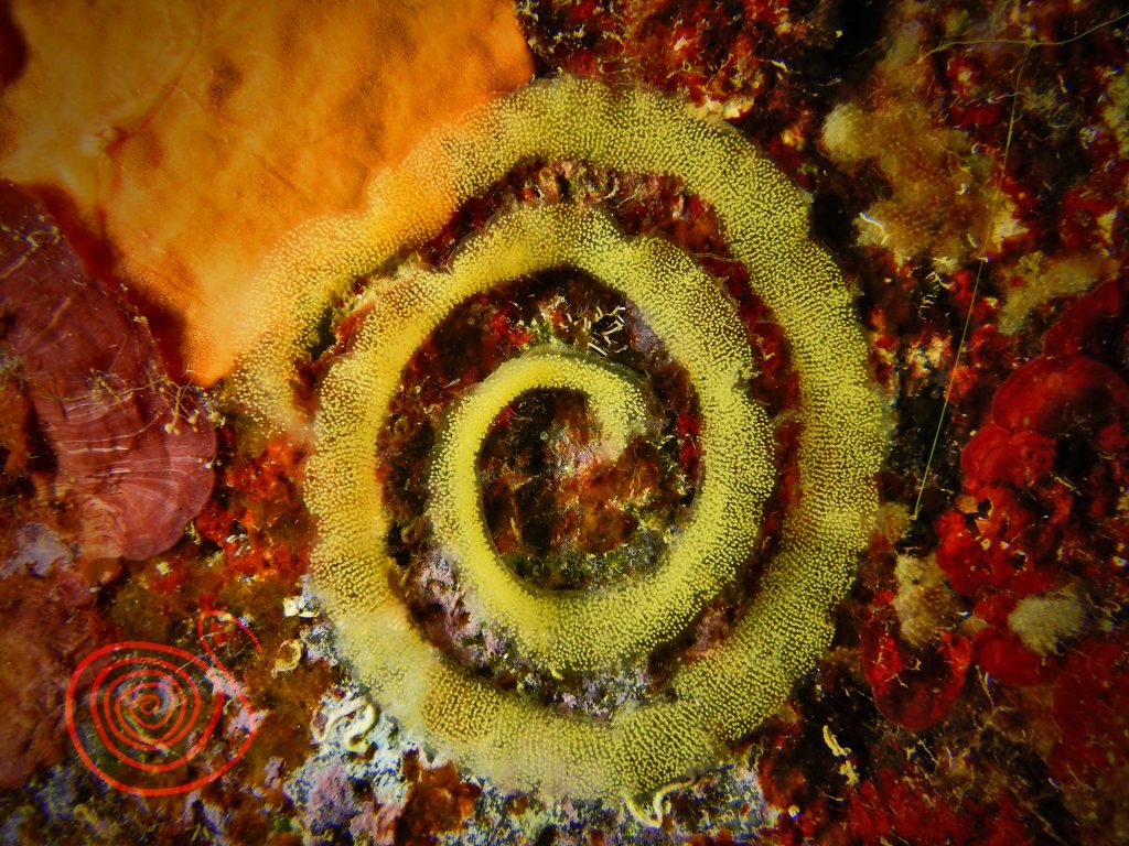 Nudibranch, Peltodoris Atromaculata Eggs